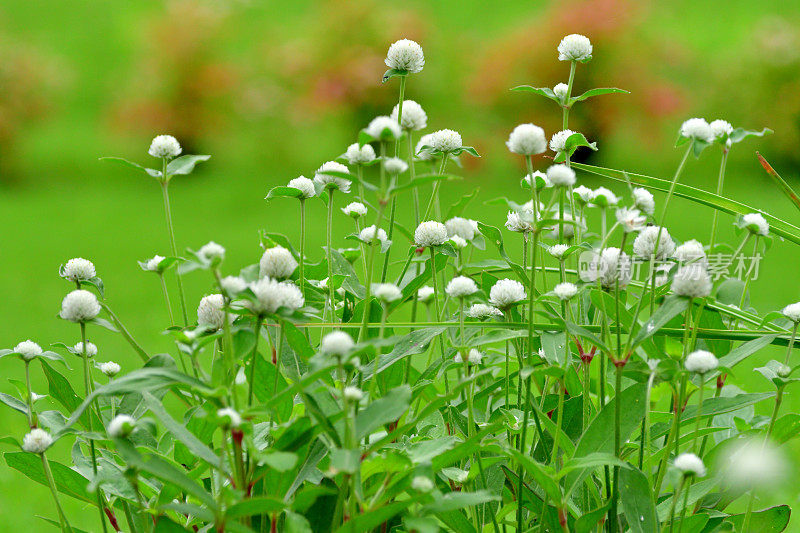 Gomphrena globbosa /全球苋菜花